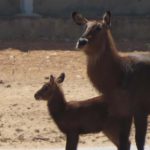 גור קובוס מים מתוק גדל בספארי ברמת גן