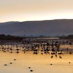 עונת נדידת הסתיו בעיצומה: כ-10,600 עגורים נספרו באגמון החולה-קק”ל