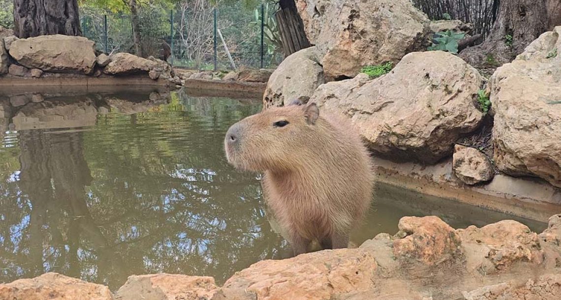הקפיברות: כוכבות הרשת מדרום אמריקה כבשו את ירושלים