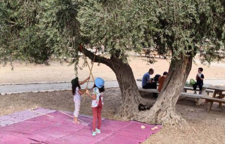 מסיק זיתים משפחתי בגן לאומי ציפורי