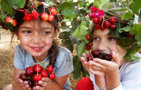 קטיף עצמי משפחתי של ביכורי הדובדבן, בעין זיוון בגולן