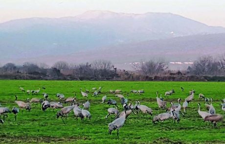 כ- 14,100 עגורים נספרו בימים אלה באגמון החולה
