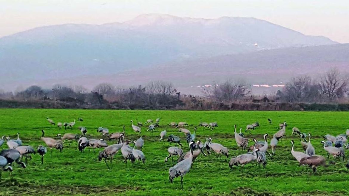 כ- 14,100 עגורים נספרו בימים אלה באגמון החולה