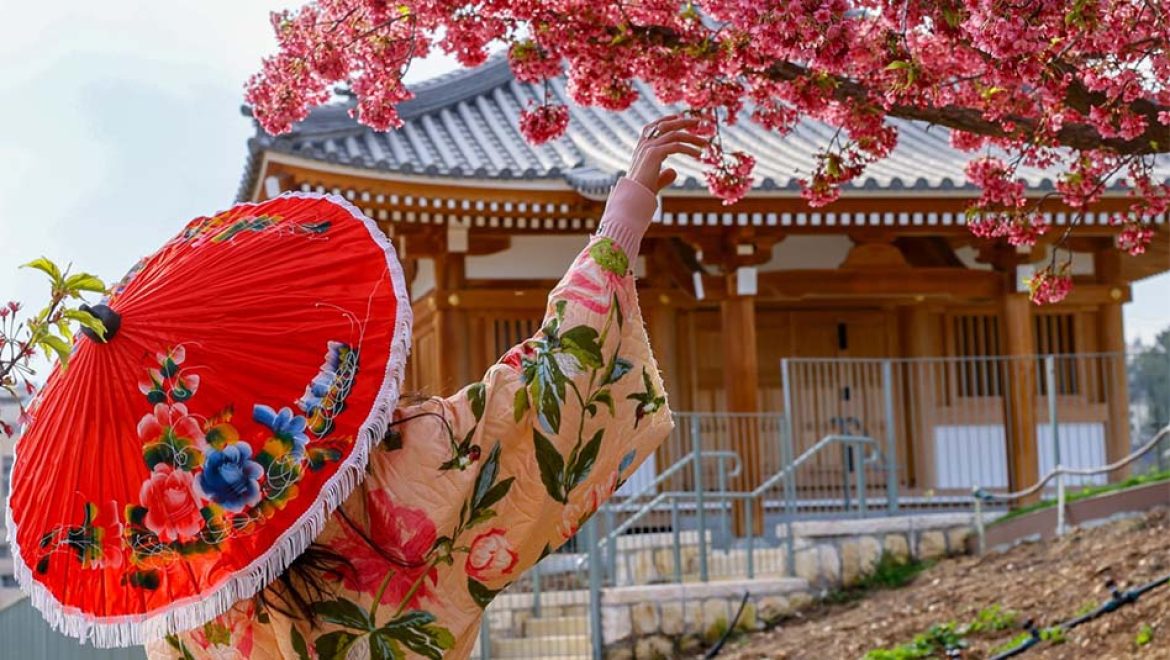 פריחת הסאקורה בירושלים: חודש תרבות יפן בגן הבוטני