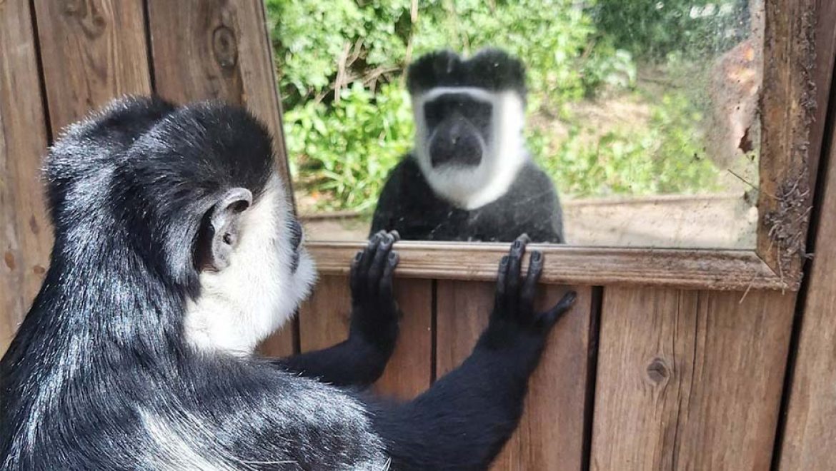 ספארי ר”ג: במפעילות העשרה לבעלי החיים