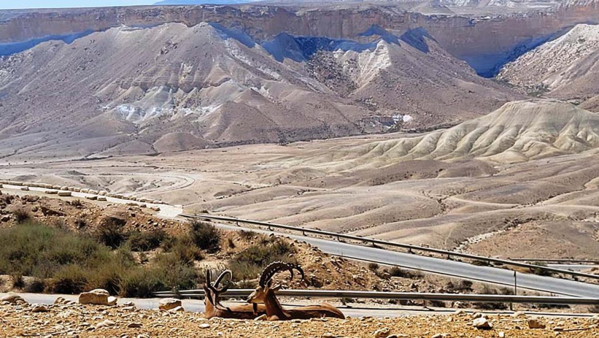 הצצה לבעלי החיים בשמורת הטבע מצוק הצינים