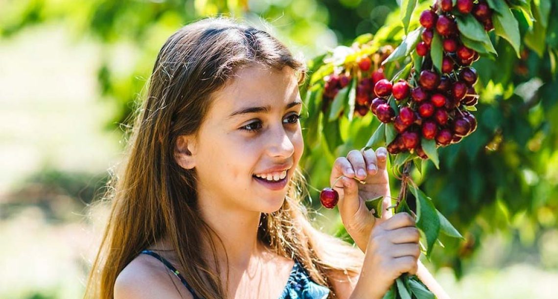 מתוק בעין זיוון: עונת קטיף הדובדבנים בעיצומה בבוסתן “בראשית”