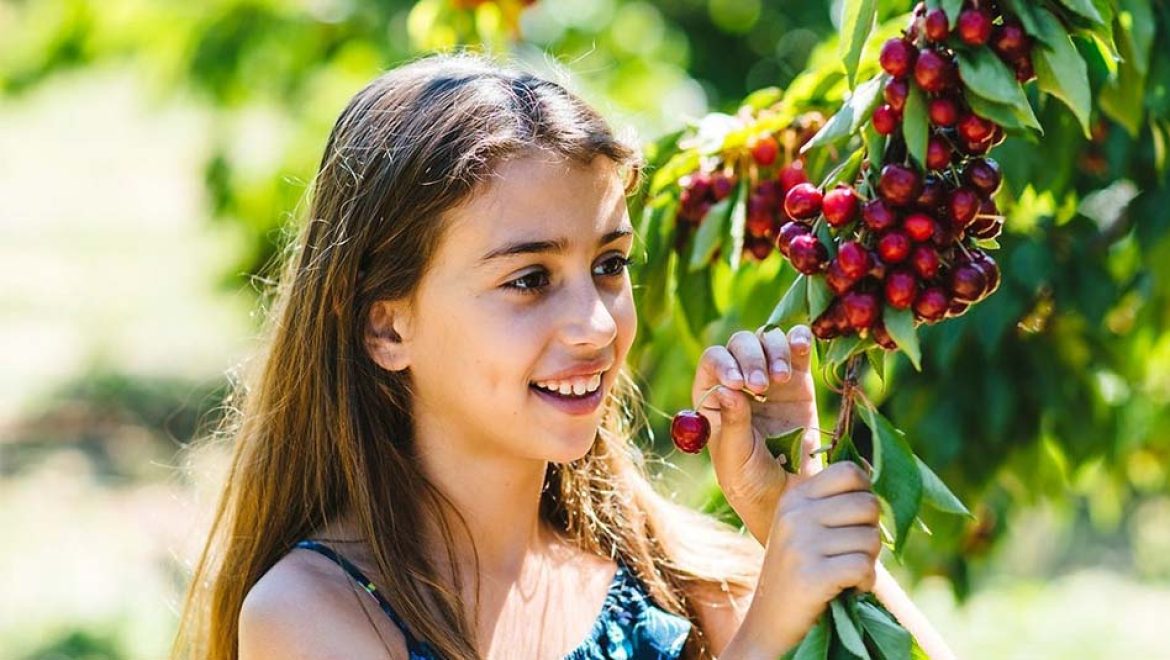 מתוק בעין זיוון: עונת קטיף הדובדבנים בעיצומה בבוסתן “בראשית”
