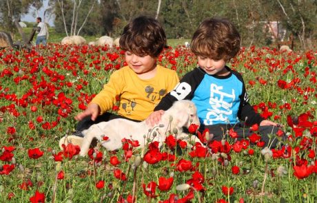 פסטיבל ‘דרום בלב’ יצא לדרך: כַּלָּנִיּוֹת, כַּלָּנִיּוֹת, כַּלָּנִיּוֹת מְטֻלָּלוֹת חִנָּנִיּוֹת”