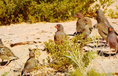 דרכו המופלאה של הטבע הפראי: ציפורי שיר מבריחות נחש שפיפון