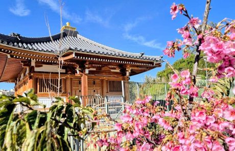 חודש תרבות יפן בגן הבוטני בירושלים ושפע פעילויות למשפחות