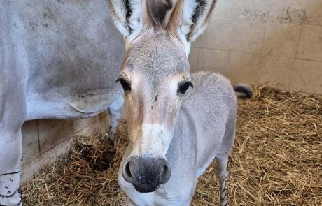 סייח ערוד חמוד הצטרף לקהילת החיות בספארי ר”ג