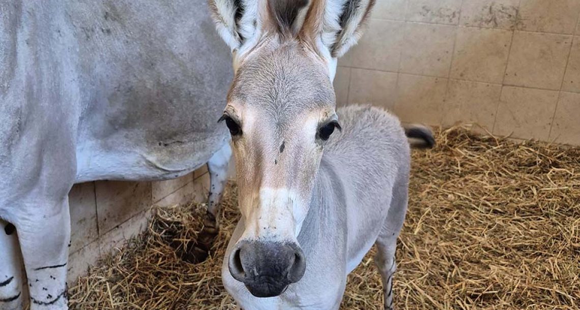 סייח ערוד חמוד הצטרף לקהילת החיות בספארי ר”ג