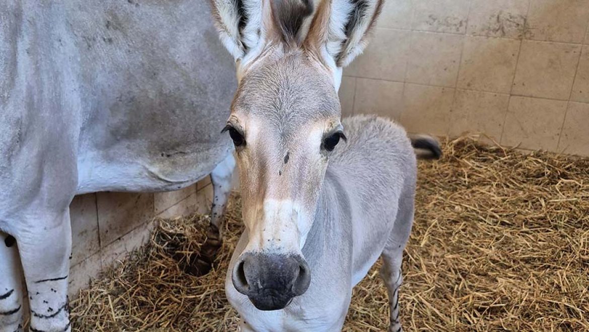 סייח ערוד חמוד הצטרף לקהילת החיות בספארי ר”ג