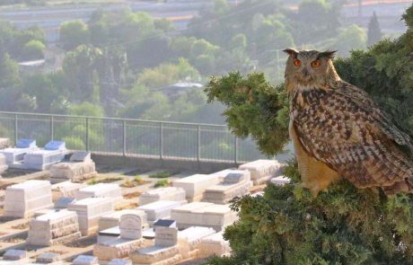 אוח עיטי: שומרת הר המנוחות