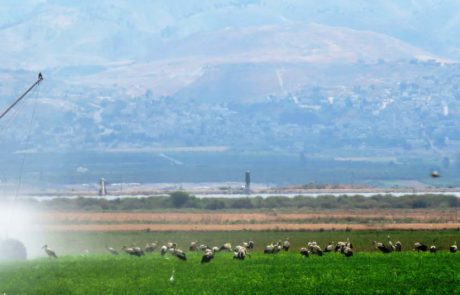 החסידות כבר כאן וגם הן זקוקות לרענון