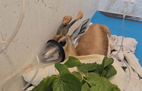 צביית נגב: סיפור מבית החולים לחיות בר שבספארי