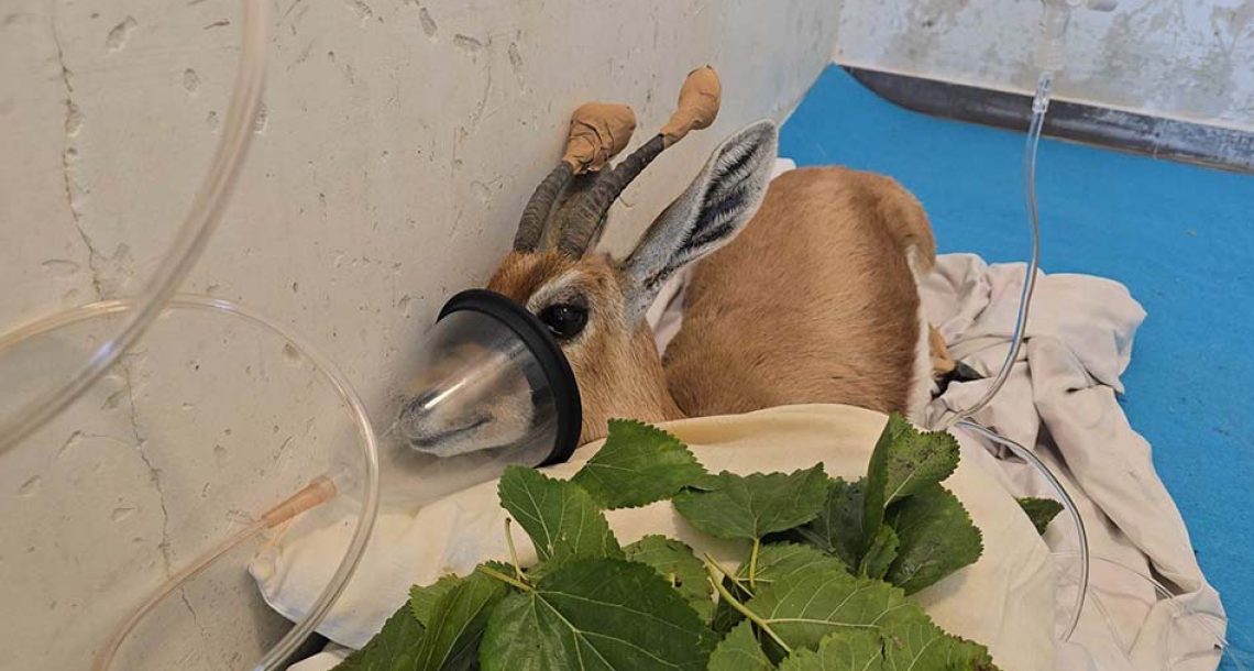 צביית נגב: סיפור מבית החולים לחיות בר שבספארי