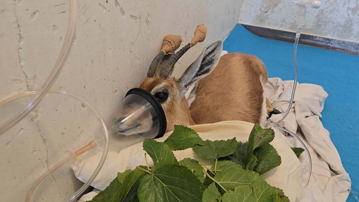 צביית נגב: סיפור מבית החולים לחיות בר שבספארי