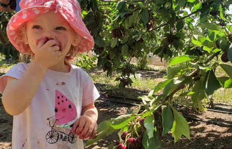 עין זיוון: סופ”ש אחרון לקטיף דובדבנים והתחלת קטיף פירות יער