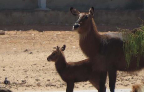 גור קובוס מים מתוק גדל בספארי ברמת גן