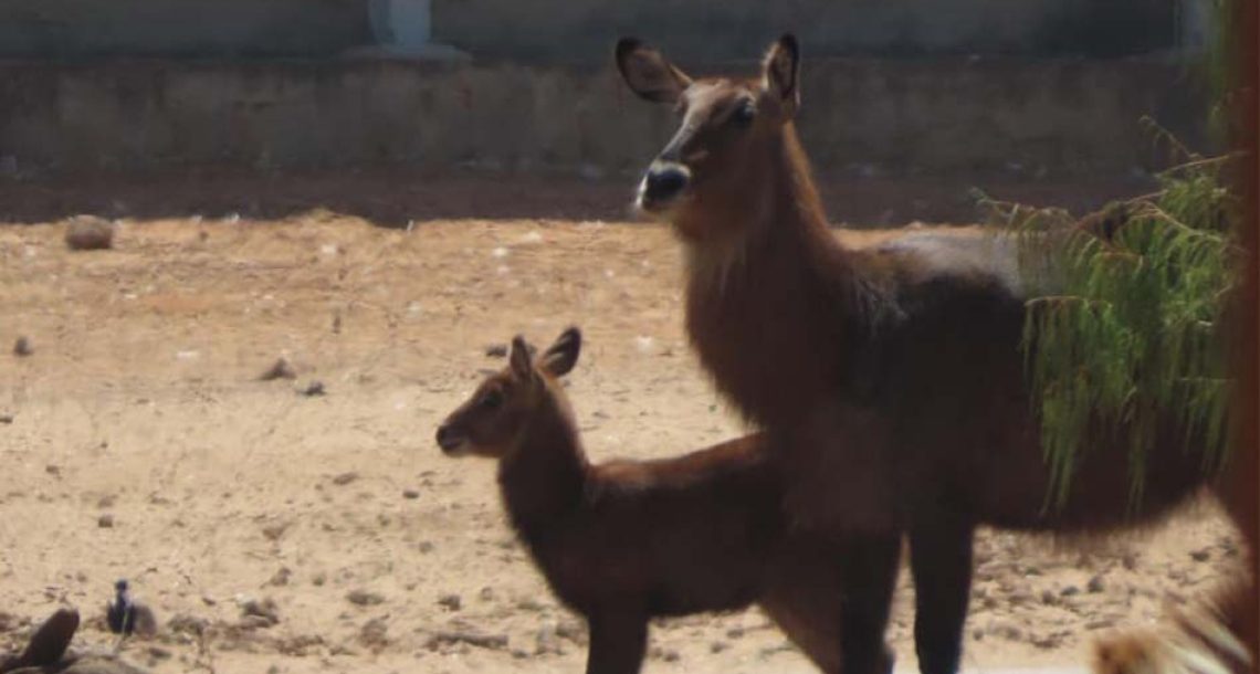 גור קובוס מים מתוק גדל בספארי ברמת גן