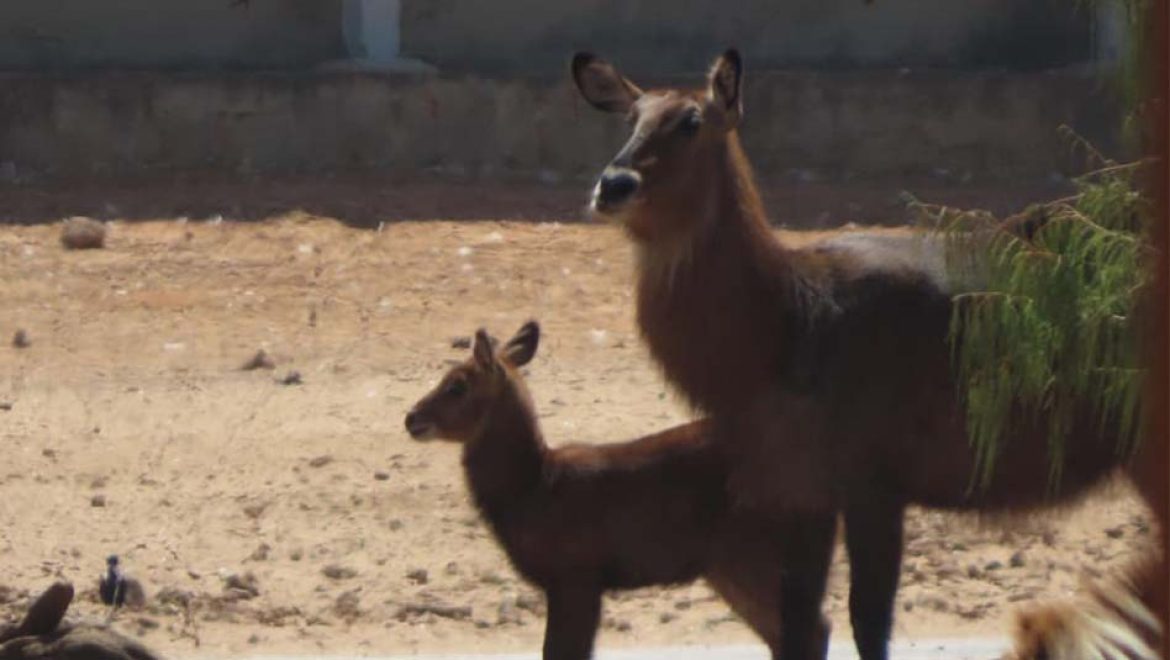גור קובוס מים מתוק גדל בספארי ברמת גן