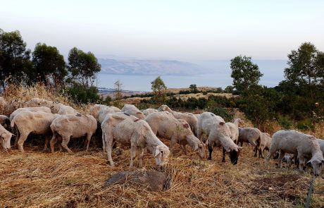 הפנינג שבועות ב”פרהדיר” – מרכז מבקרים ברמת הגולן