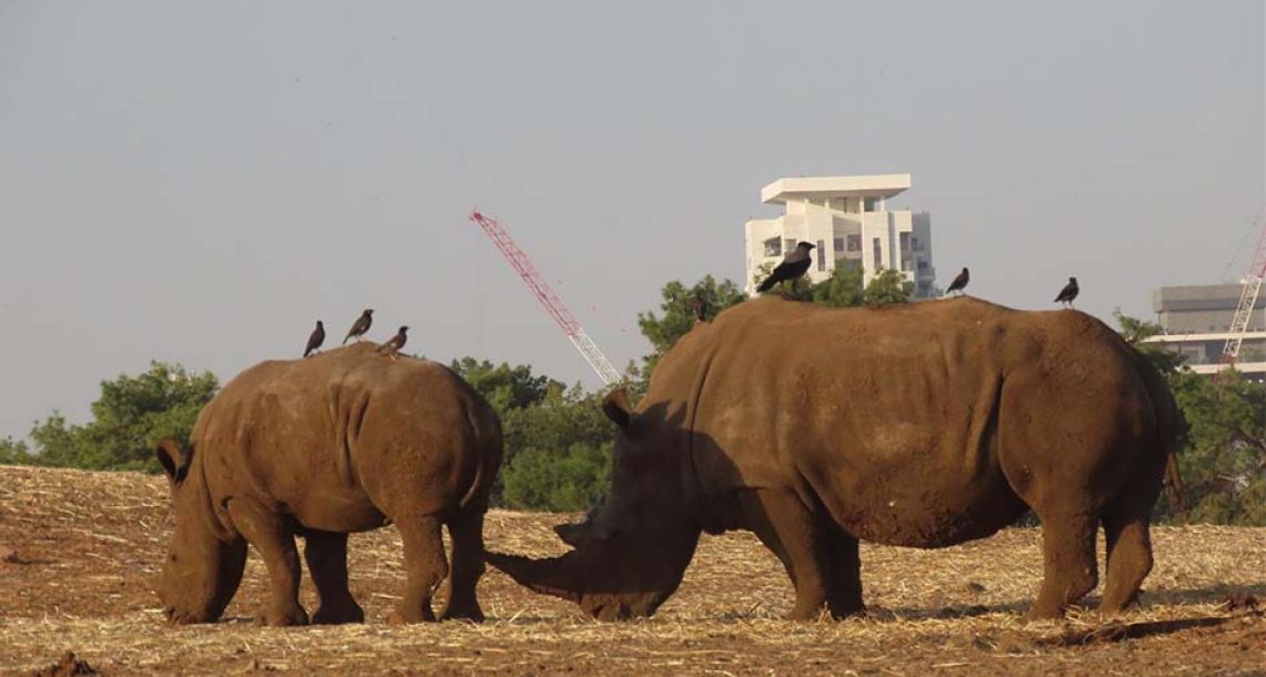 רעי הקרנף חוגג יום-הולדת שנה, בספארי ר”ג