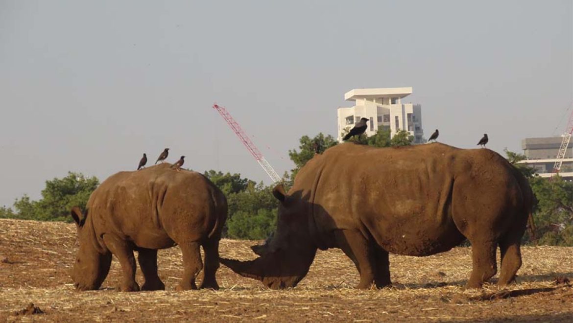 רעי הקרנף חוגג יום-הולדת שנה, בספארי ר”ג