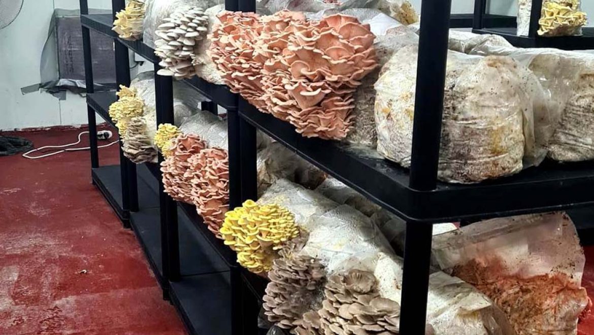 סיורי פטריות: טעמים, ריחות וסודות רפואיים מחוות MUSH-ROOM