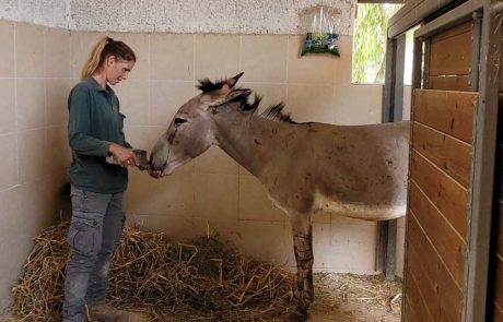 קשר דם בספארי: הערודה בר בת התשע ניצלה בזכות תרומת ידיד