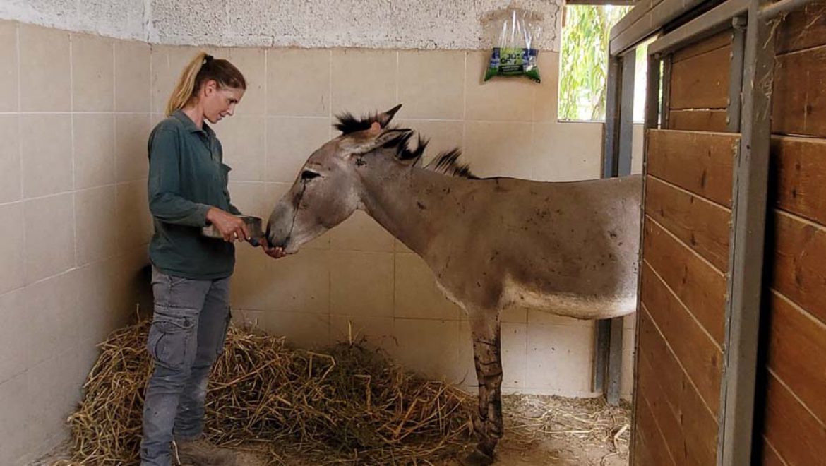 קשר דם בספארי: הערודה בר בת התשע ניצלה בזכות תרומת ידיד