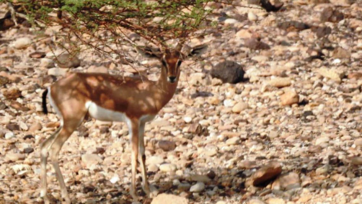 הספירה השנתית של צבי הנגב, בוצעה ע”י אנשי רשות הטבע והגנים