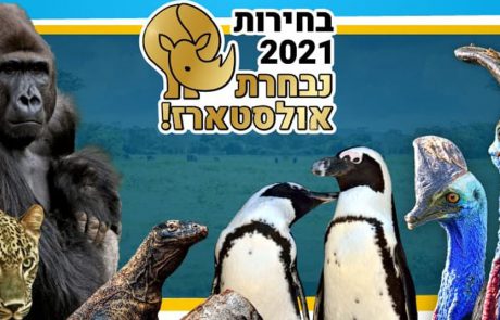 הבחירות הכי מרתקות: מי תהיה נבחרת האולסטארז של הספארי?