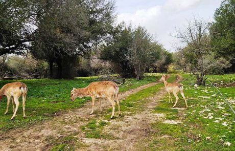 שישה יחמורים פרסיים שוחררו לטבע בגליל העליון ע”י רט”ג