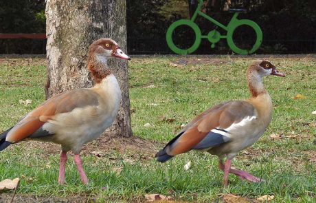 תרימו ת’ראש: מגוון פעילויות לכבוד ספירת הציפורים השנתית