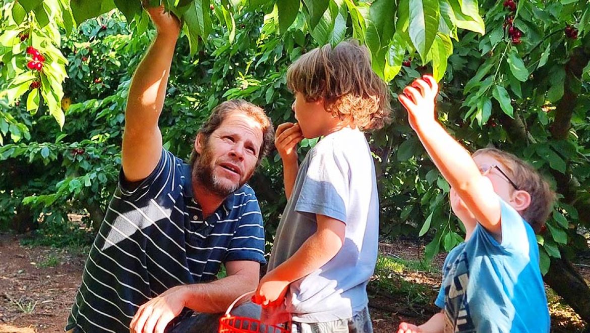 קטיף דובדבנים באודם בגולן. צילום ארז מונצש העונה הכי טעימה בשנה: קטיף הדובדבנים המשפחתי בגולן