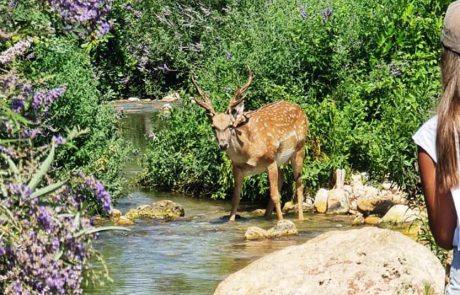 מתרעננים יחד בטבע: בין מטיילים, יעלים ויחמורים