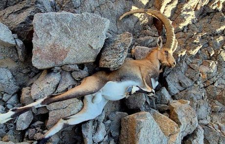 הצלת יעל נובי פצוע במצוקי אילת