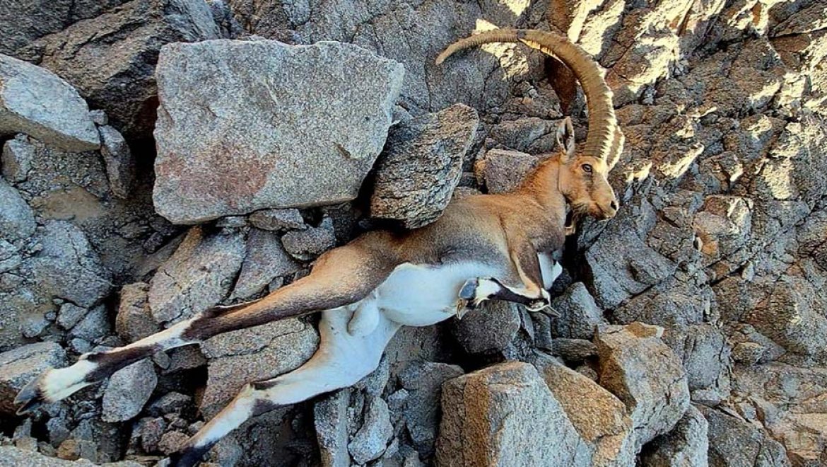 היעל הפצועה במצוקי אילת. צילום חן טופיקיאן, רט הצלת יעל נובי פצוע במצוקי אילת