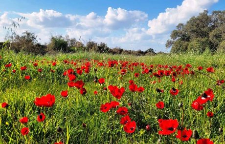 הלב נפתח בדרום: חגיגות “דרום בלב” הגיעו לפארק אשכול