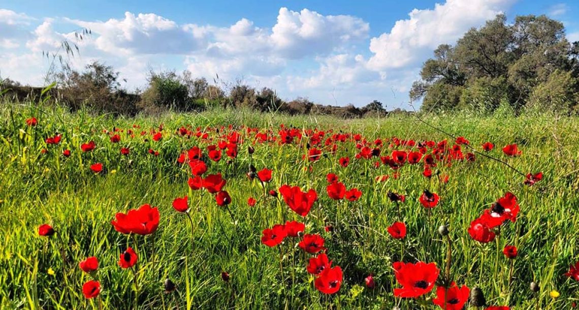 הלב נפתח בדרום: חגיגות “דרום בלב” הגיעו לפארק אשכול