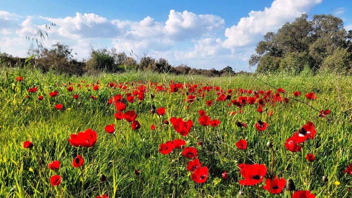 הלב נפתח בדרום: חגיגות “דרום בלב” הגיעו לפארק אשכול