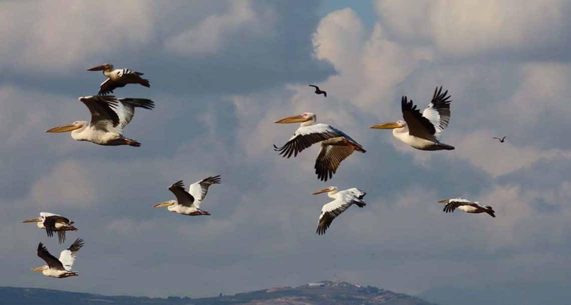 בוקר של עגורים באגמון החולה-קק”ל