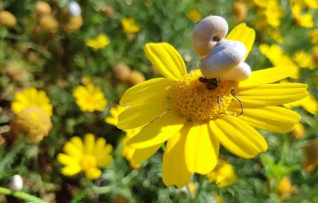 ‘פעילוטבע לכל המשפחה’ מרט”ג הביתה ולממ”ד