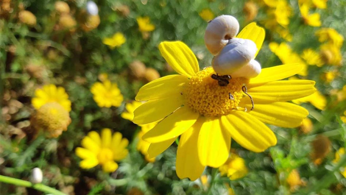 ‘פעילוטבע לכל המשפחה’ מרט”ג הביתה ולממ”ד