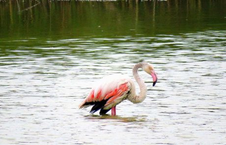 פלמינ-GO: פלמינגה פצועה שהתנתקה מלהקתה, חולצה מבריכות הדגים