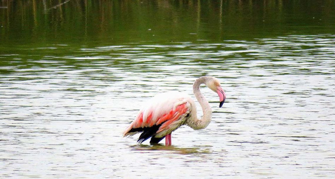 פלמינ-GO: פלמינגה פצועה שהתנתקה מלהקתה, חולצה מבריכות הדגים