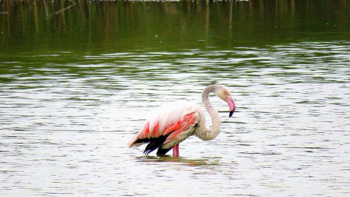 פלמינ-GO: פלמינגה פצועה שהתנתקה מלהקתה, חולצה מבריכות הדגים